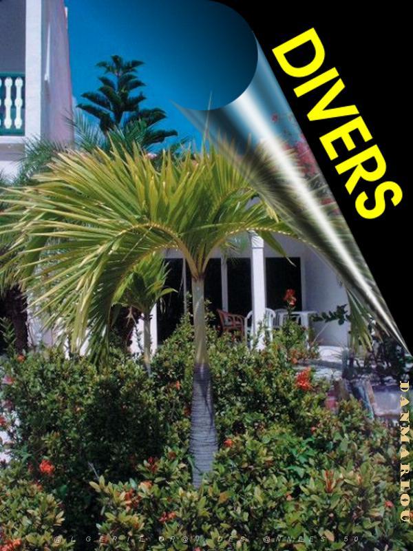 XX 000 DIVERS.JPG